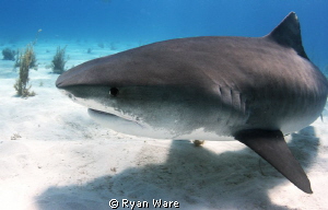 The amazing Tiger Shark by Ryan Ware 